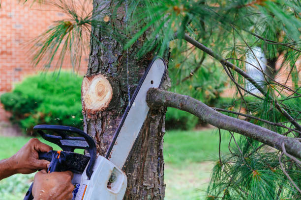 Best Hedge Trimming  in Monteagle, TN